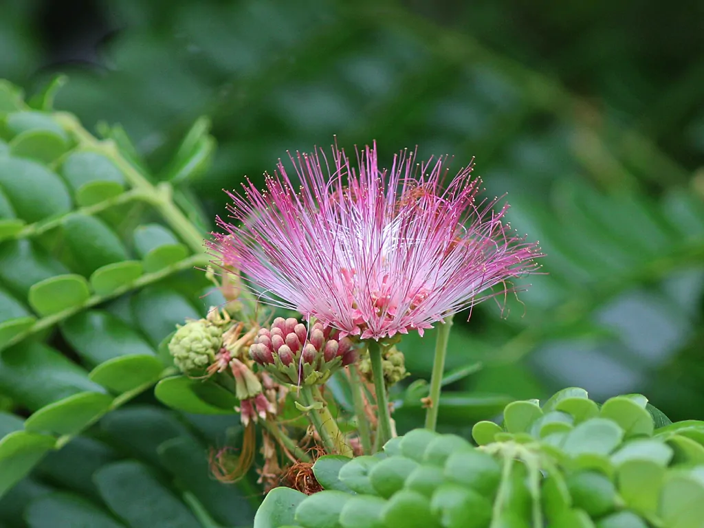 Albizia saman - Monkeypod, Rain Tree, Saman - Image 14