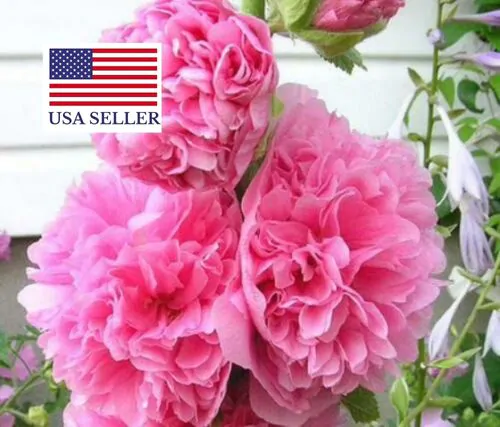 Alcea rosea 'Chater's Double Rose Pink' - Double Pink Doubled Mallow, Alcea, Atléia, Royal Malva, Malvaisco, Hollyhock - Image 2