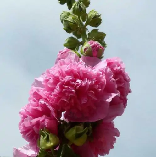 Alcea rosea 'Chater's Double Rose Pink' - Double Pink Doubled Mallow, Alcea, Atléia, Royal Malva, Malvaisco, Hollyhock - Image 5
