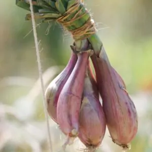 Allium cepa 'Cuisse de Poulet Echalion' / Allium ascalonicum - Shallot, french shallot, eschallots