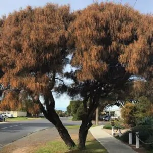 Allocasuarina verticillata - Drooping Sheoak