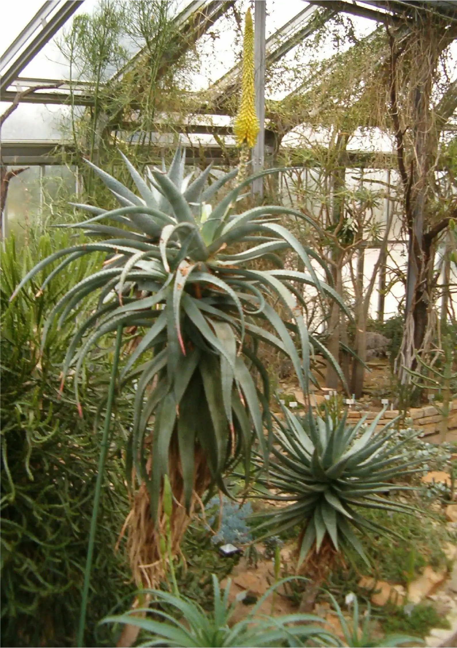 Aloe africana - African Aloe - Image 3