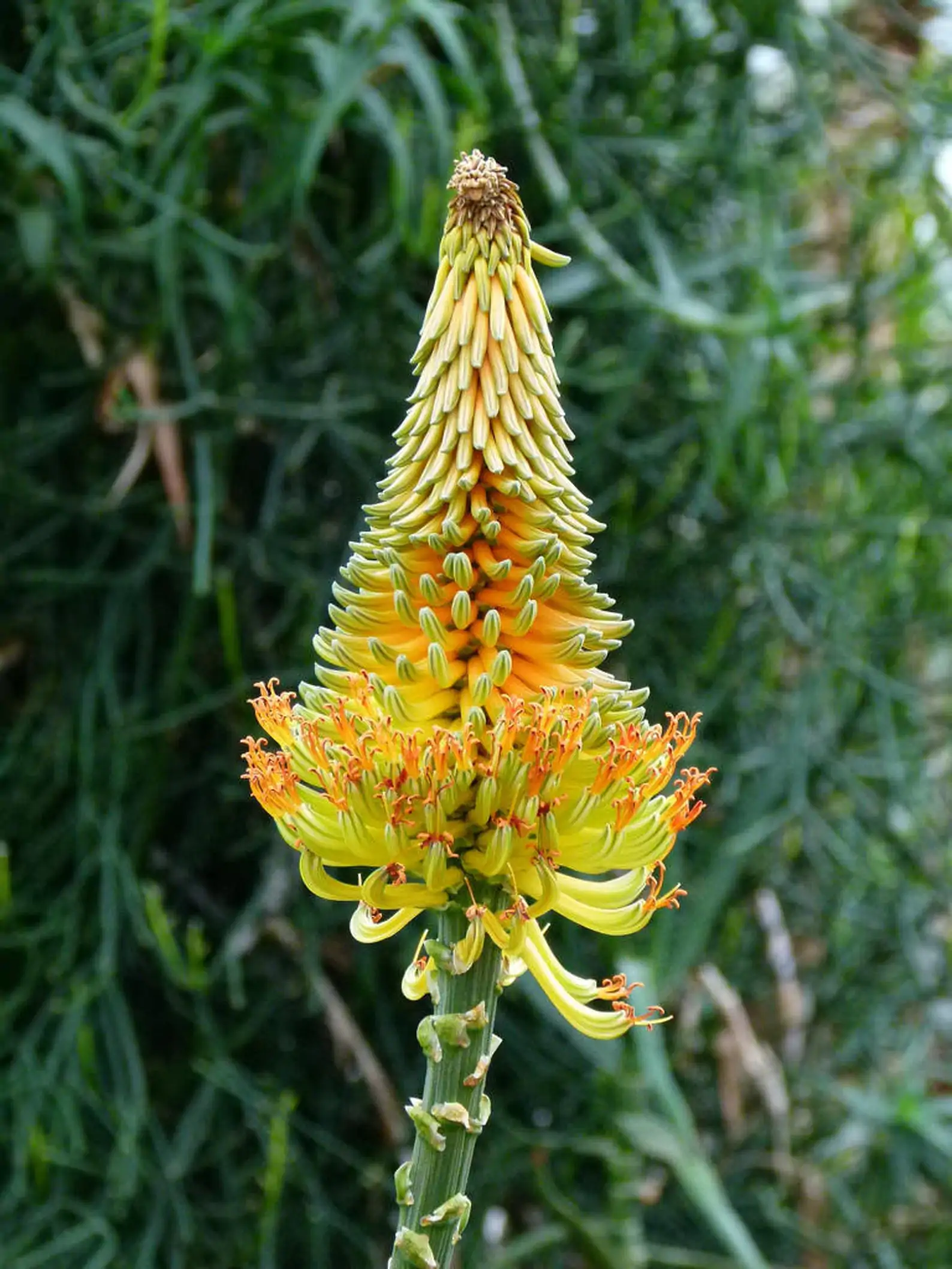 Aloe africana - African Aloe - Image 4
