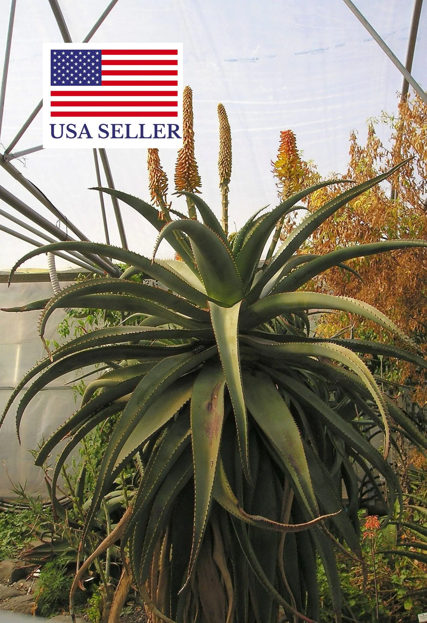 Aloe africana - African Aloe - Image 5