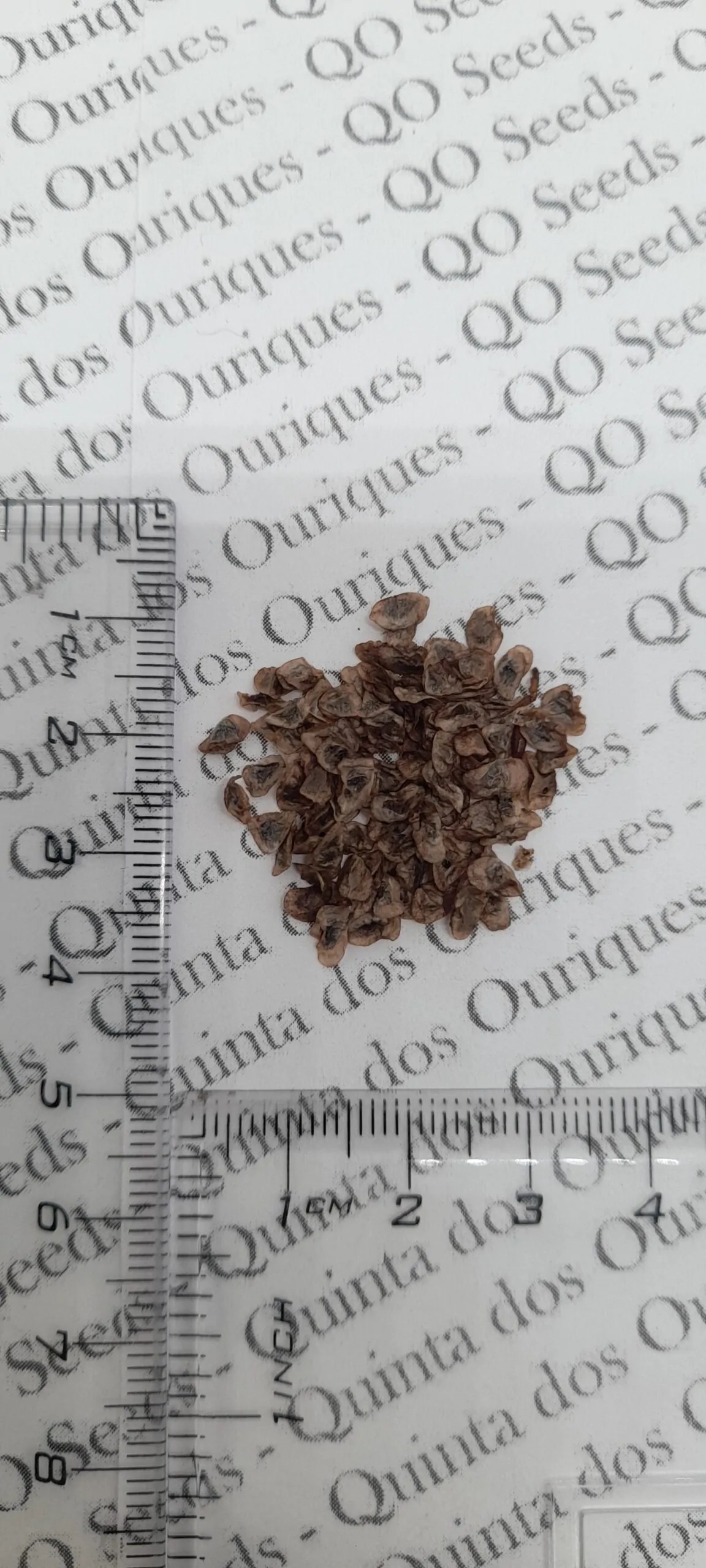 Aloe africana - African Aloe - Image 6