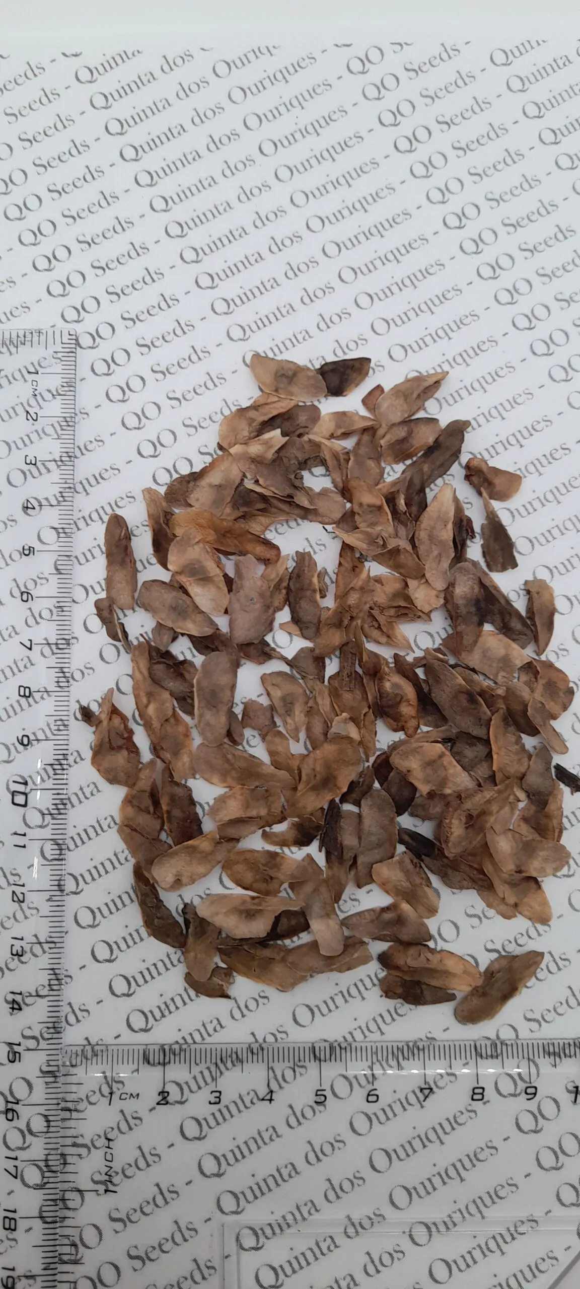 Aloe barberae - Aloe tree, giant baby of africa - Image 2