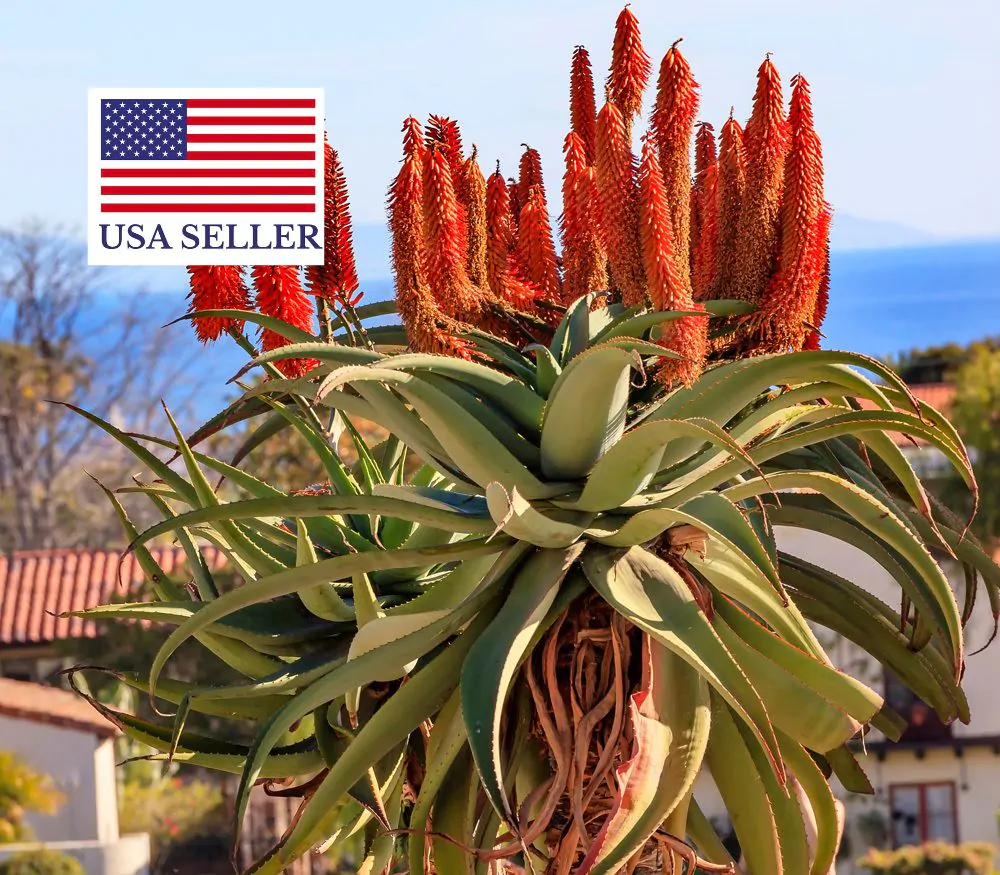 Aloe barberae - Aloe tree, giant baby of africa - Image 3