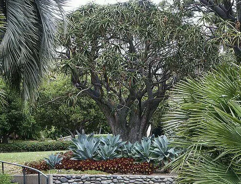 Aloe barberae - Aloe tree, giant baby of africa - Image 4