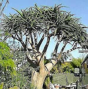 Aloe barberae - Aloe tree, giant baby of africa - Image 5