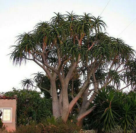 Aloe barberae - Aloe tree, giant baby of africa - Image 8