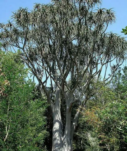Aloe barberae - Aloe tree, giant baby of africa - Image 9