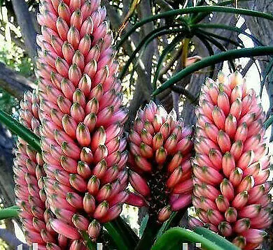 Aloe barberae - Aloe tree, giant baby of africa - Image 10