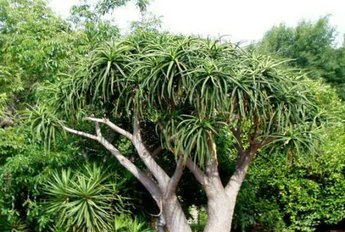 Aloe barberae - Aloe tree, giant baby of africa - Image 11