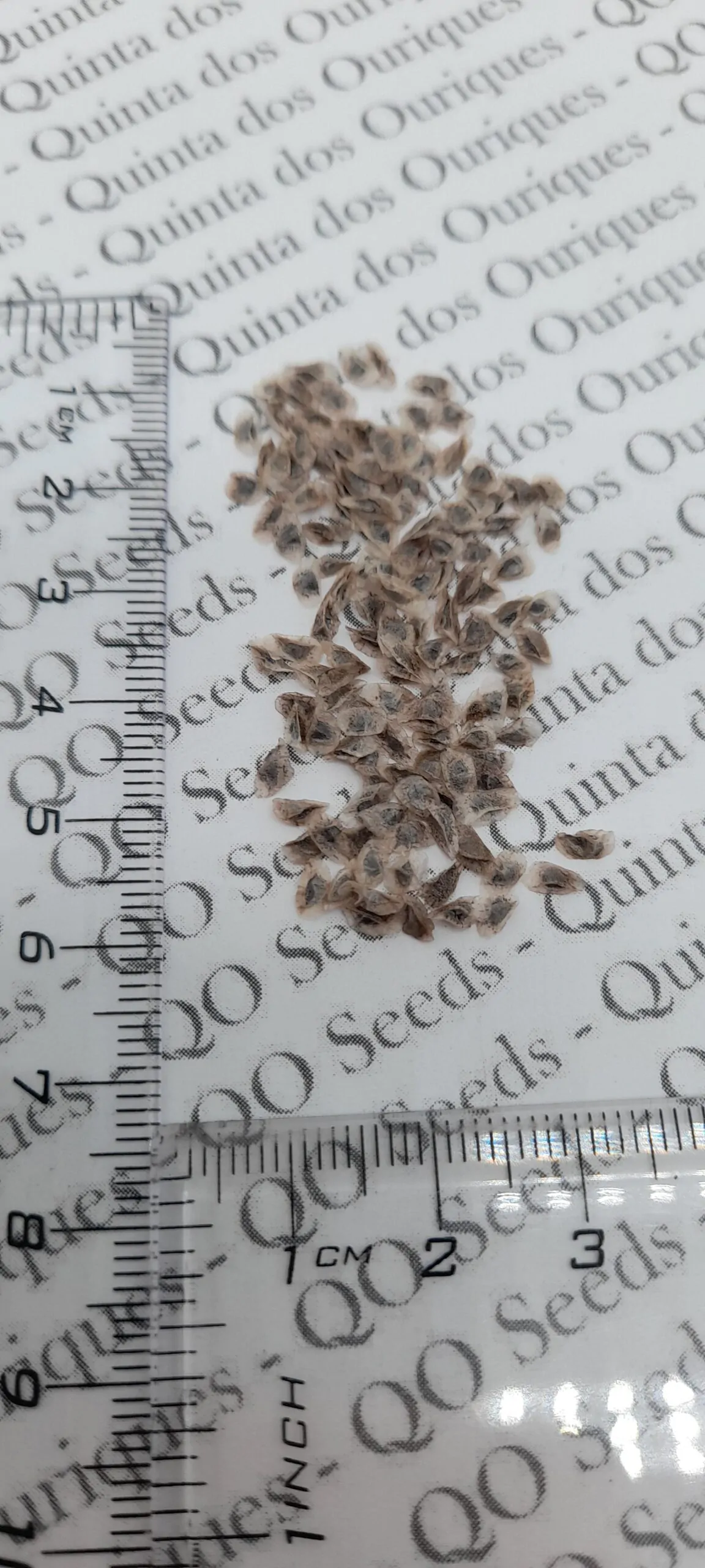 Aloe cameronii - Red Aloe - Image 2