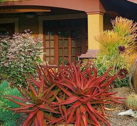 Aloe cameronii - Red Aloe