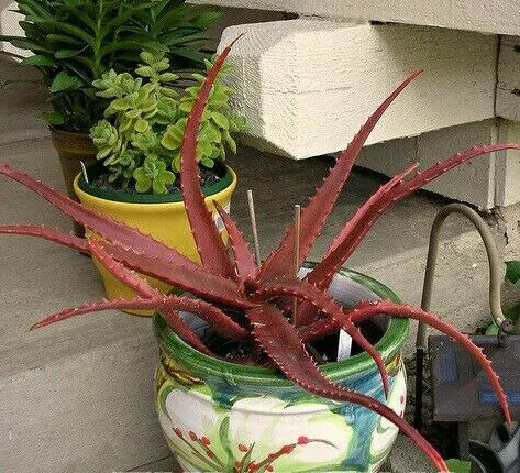 Aloe cameronii - Red Aloe - Image 5