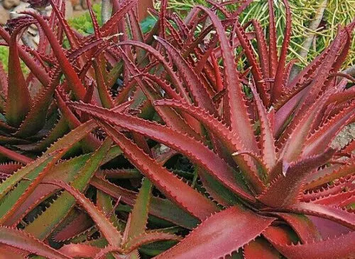 Aloe cameronii - Red Aloe - Image 6