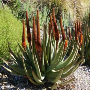 Aloe castanea - Cats Tail Aloe