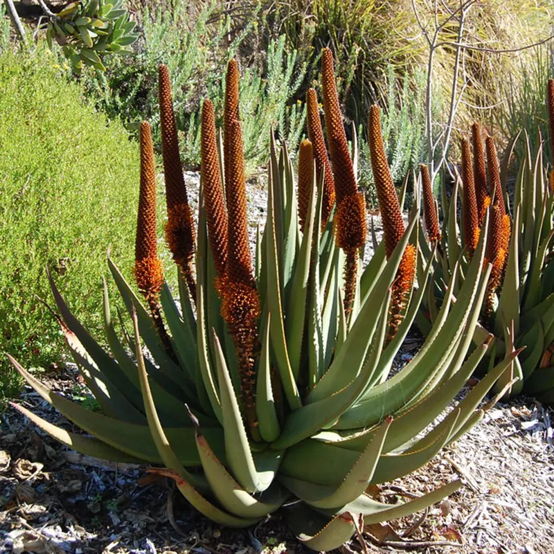Aloe castanea - Cats Tail Aloe