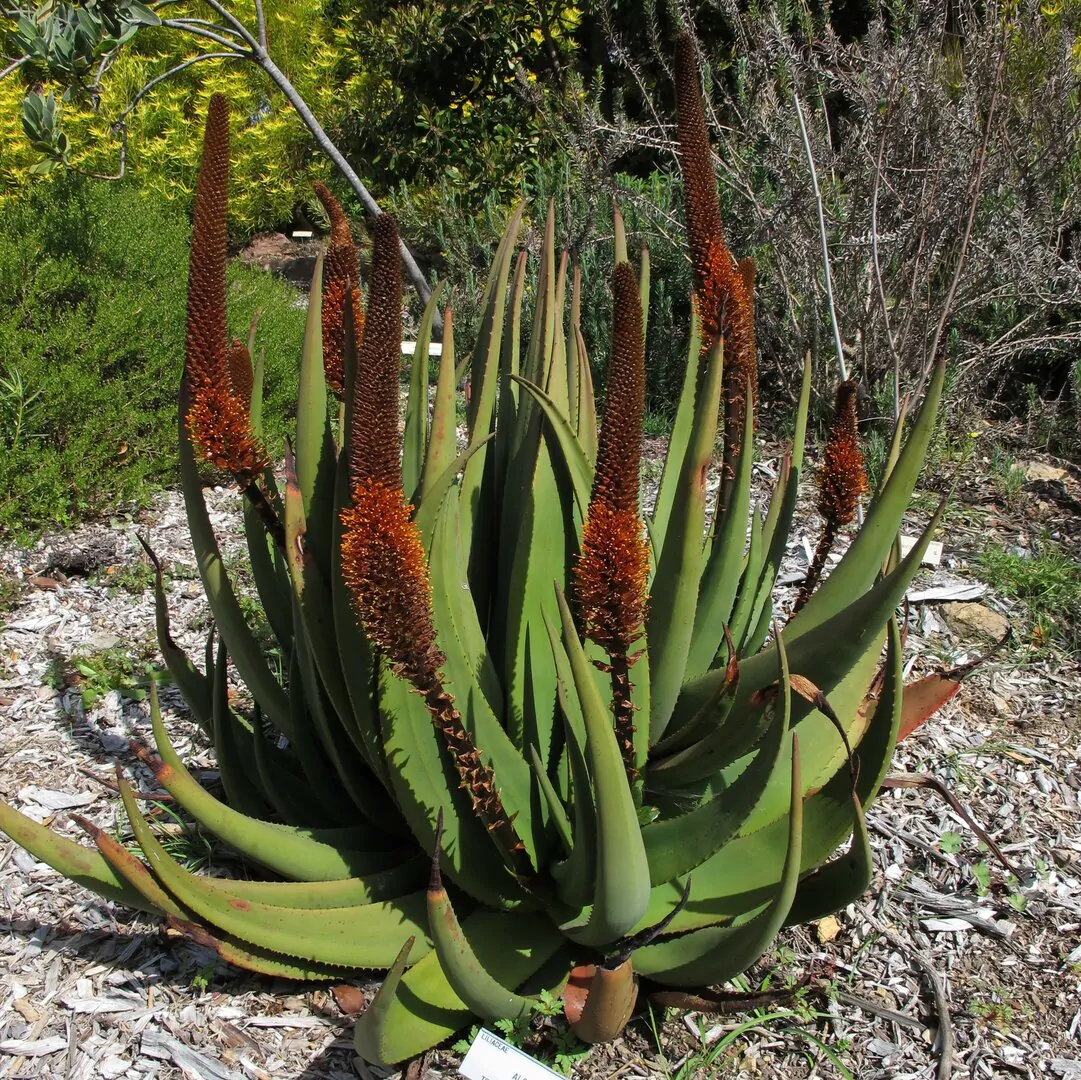 Aloe castanea - Cats Tail Aloe - Image 4