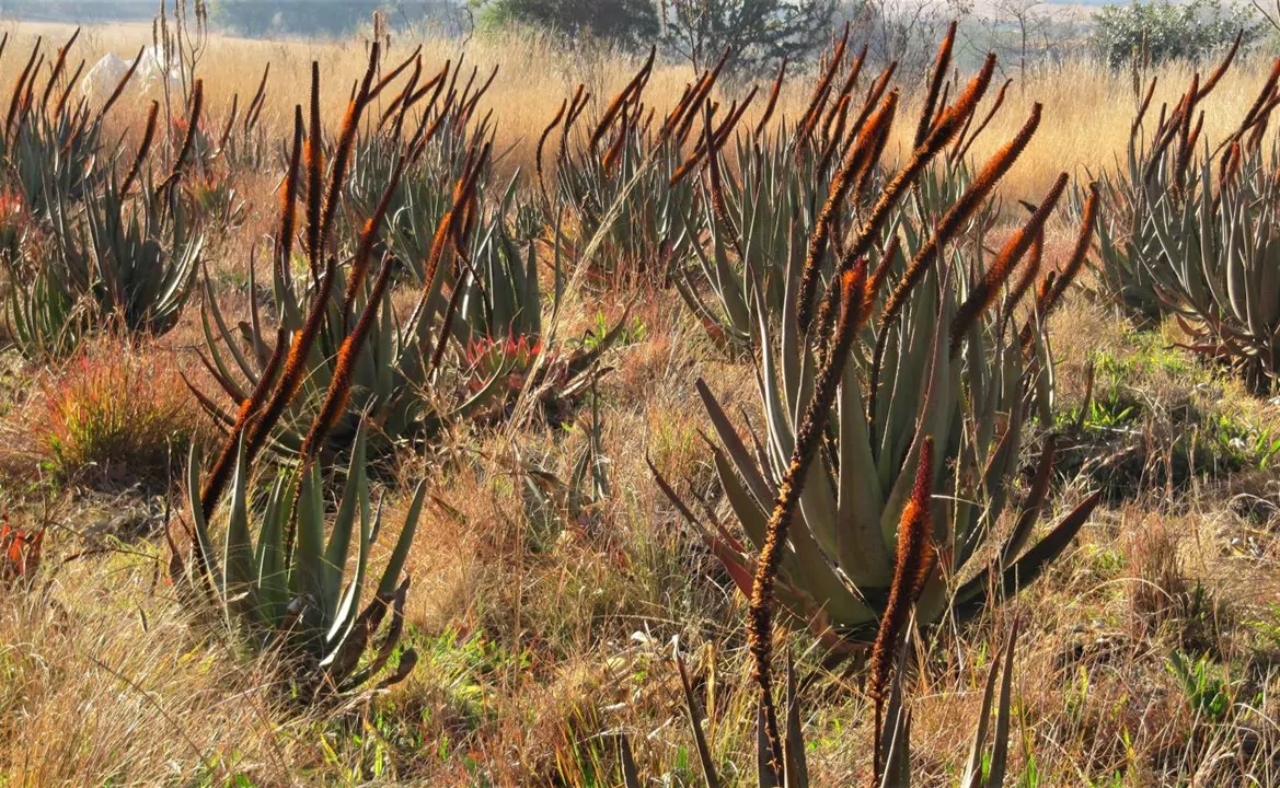 Aloe castanea - Cats Tail Aloe - Image 6