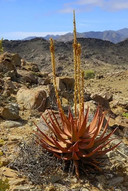 Aloe gariepensis - Gariep River Aloe - Image 4
