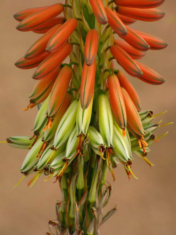 Aloe gariepensis - Gariep River Aloe - Image 5