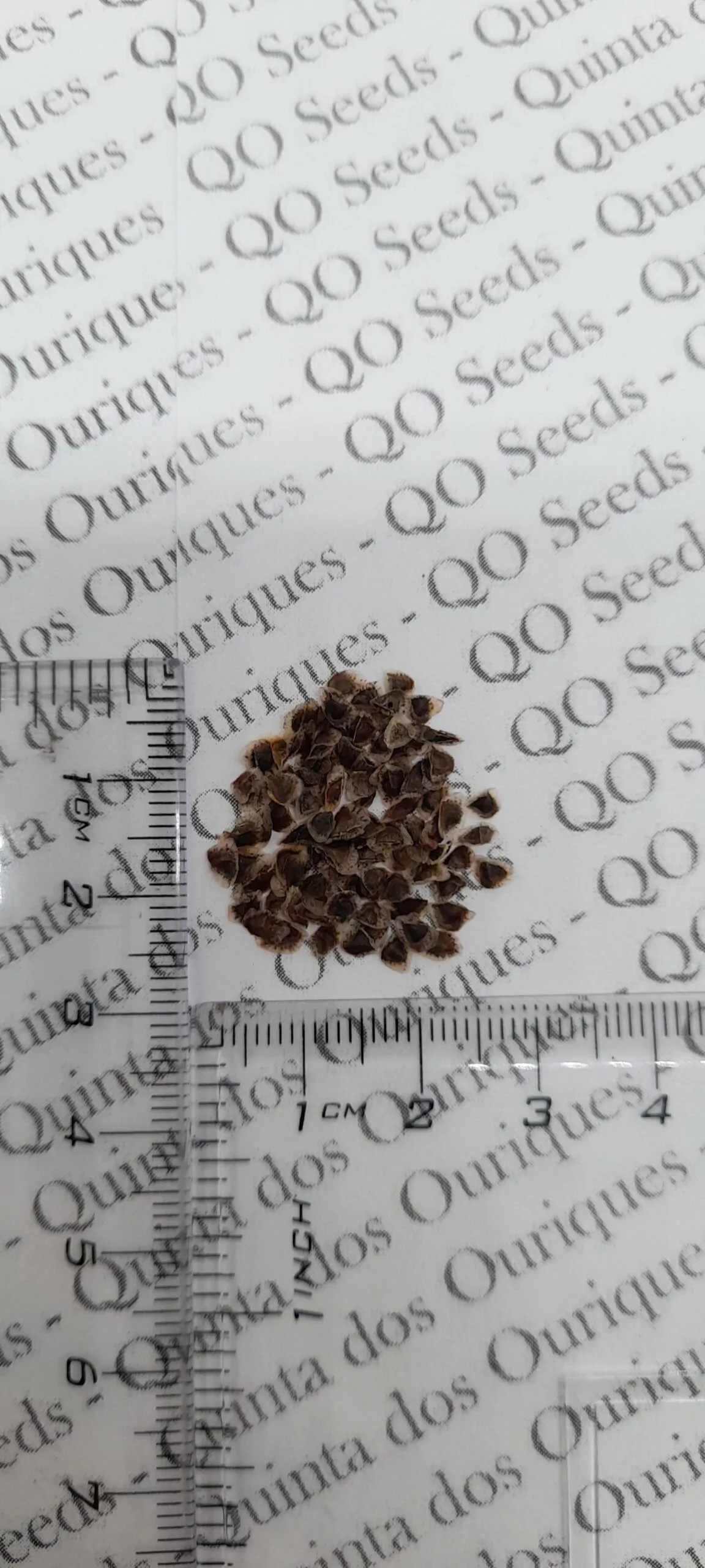 Aloe gariepensis - Gariep River Aloe - Image 6