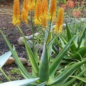 Aloe kaokoensis -