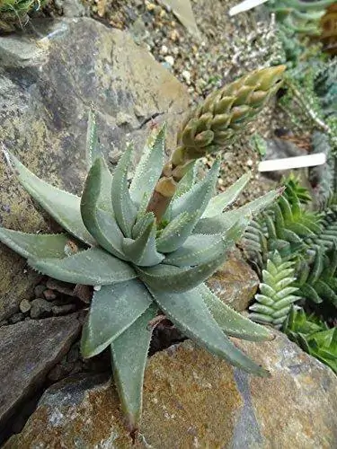 Aloe kaokoensis - - Image 2