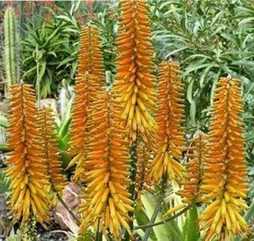 Aloe kaokoensis - - Image 3
