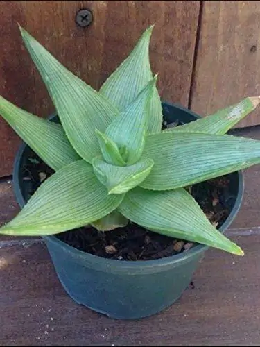 Aloe kaokoensis - - Image 4