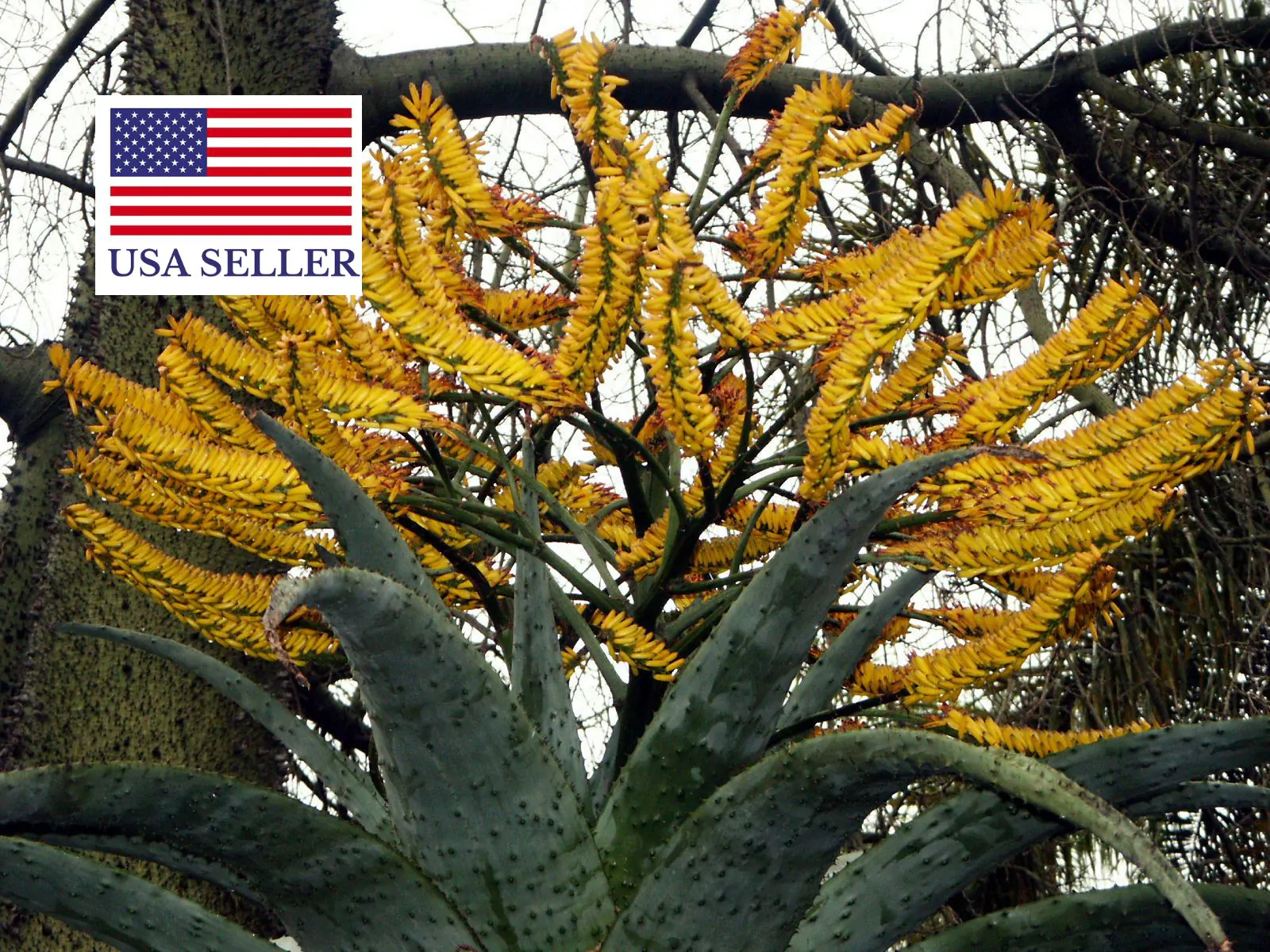 Aloe marlothii subsp. marlothii - Aloe spectabilis mountain - Image 2