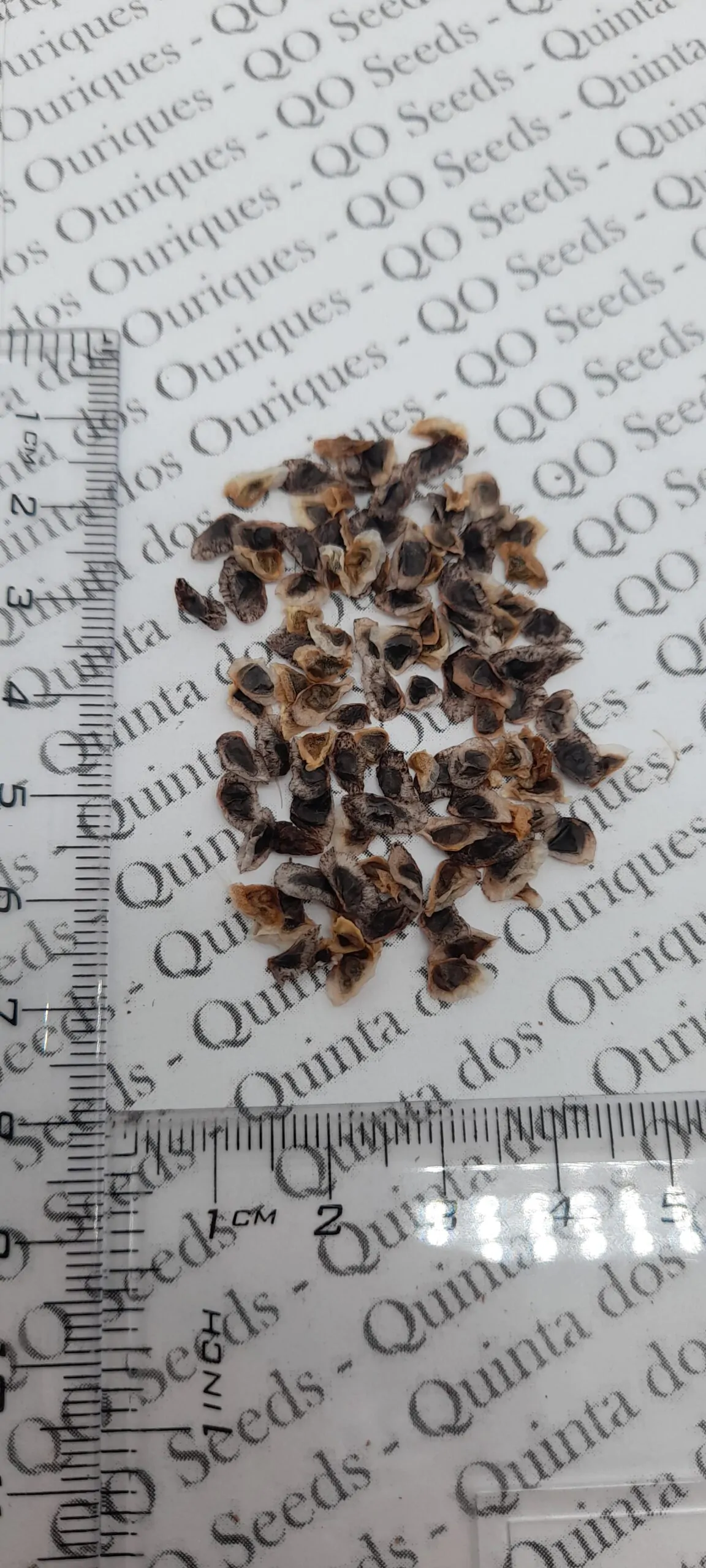 Aloe marlothii subsp. marlothii - Aloe spectabilis mountain - Image 3