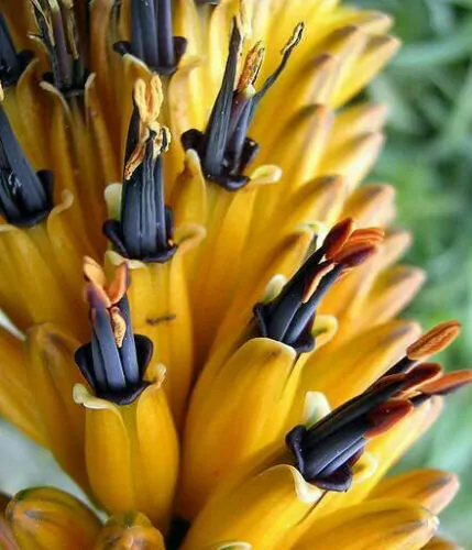 Aloe marlothii subsp. marlothii - Aloe spectabilis mountain - Image 6