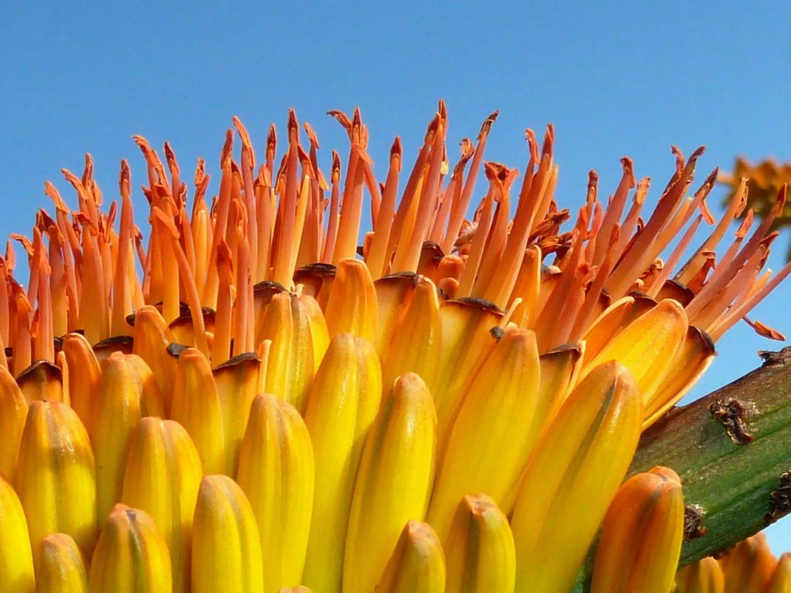 Aloe marlothii subsp. marlothii - Aloe spectabilis mountain - Image 8