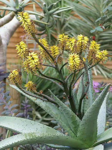 Aloe marlothii subsp. marlothii - Aloe spectabilis mountain - Image 9