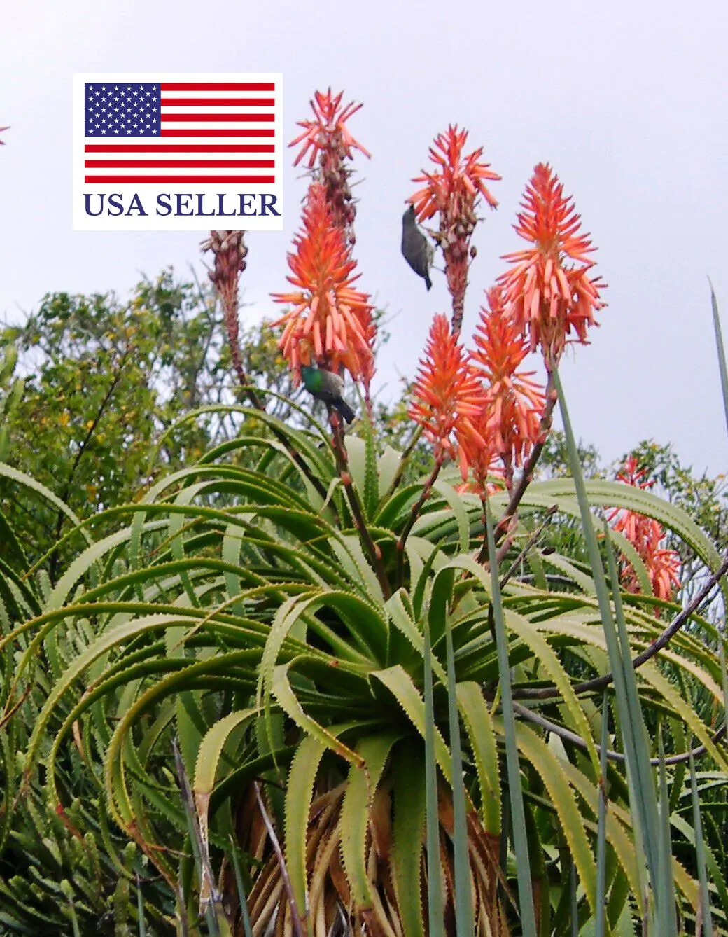 Aloe pluridens - French Aloe - Image 7