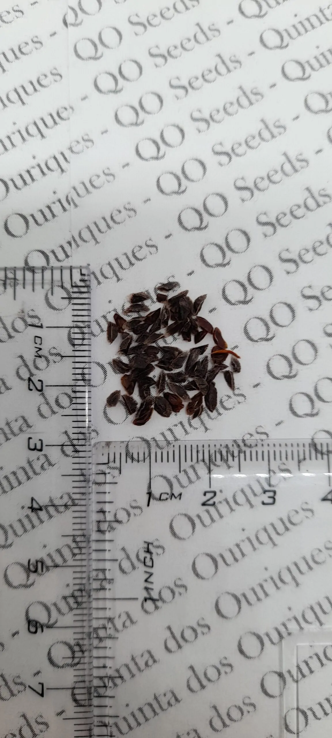 Aloe pluridens - French Aloe - Image 8