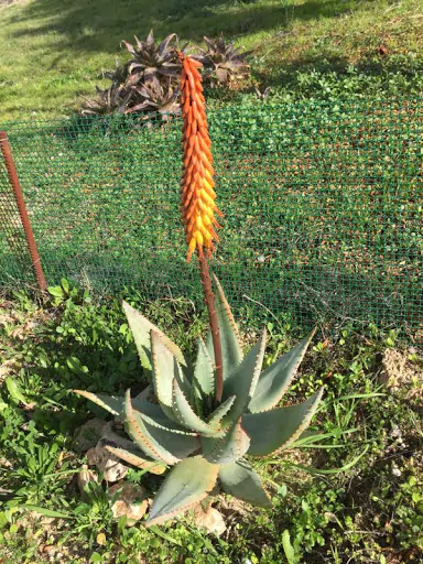 Aloe reitzii - Reitz Aloe - Image 2