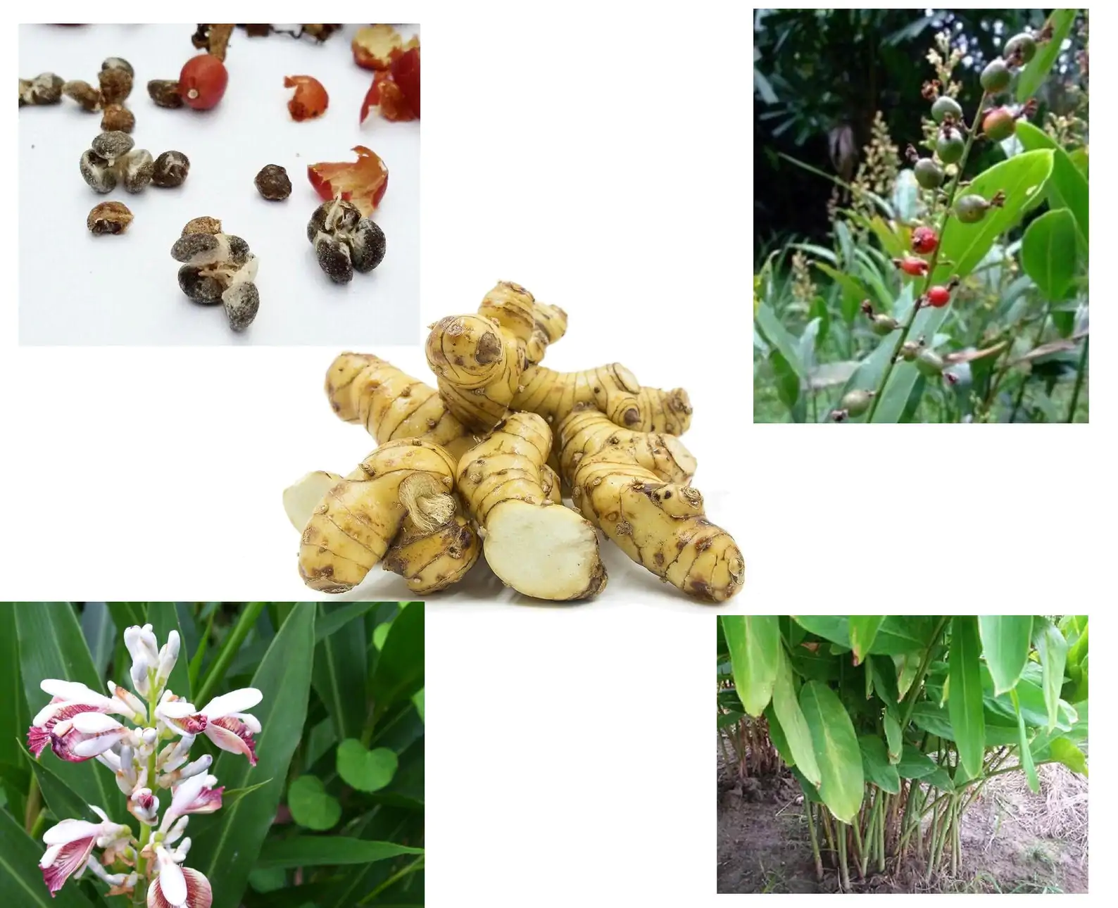 Alpinia galanga - Thai Galangal - Image 4