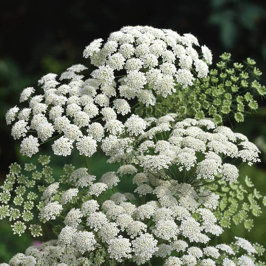 Ammi majus - Bishop Flower, Laceflower