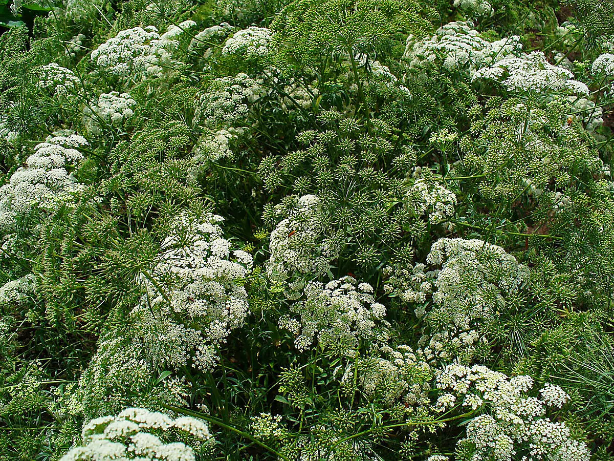 Ammi majus - Bishop Flower, Laceflower - Image 2