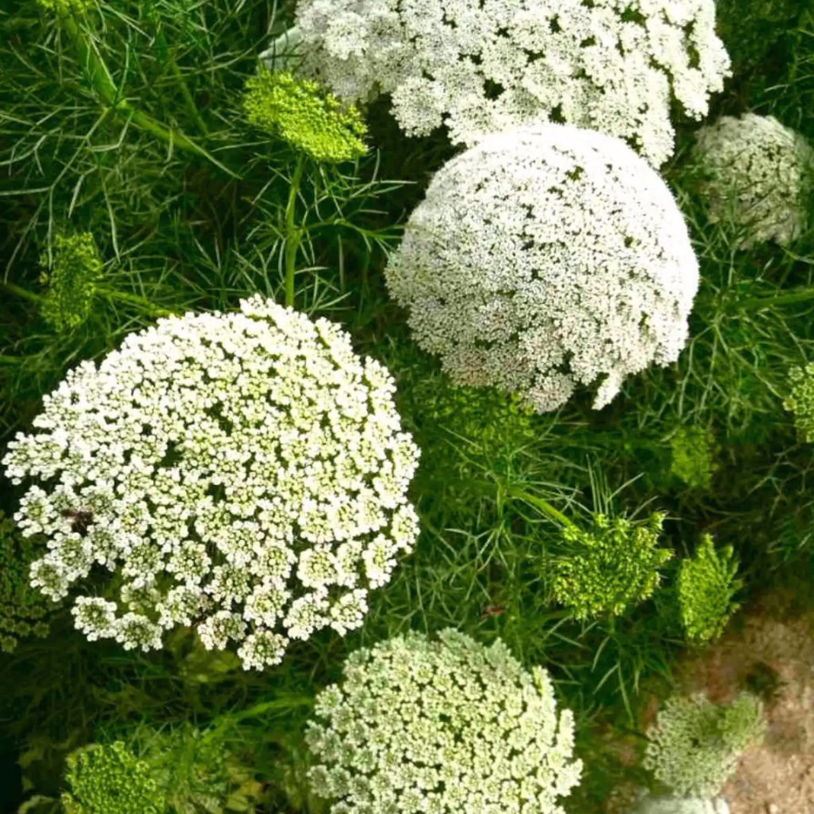 Ammi majus - Bishop Flower, Laceflower - Image 7