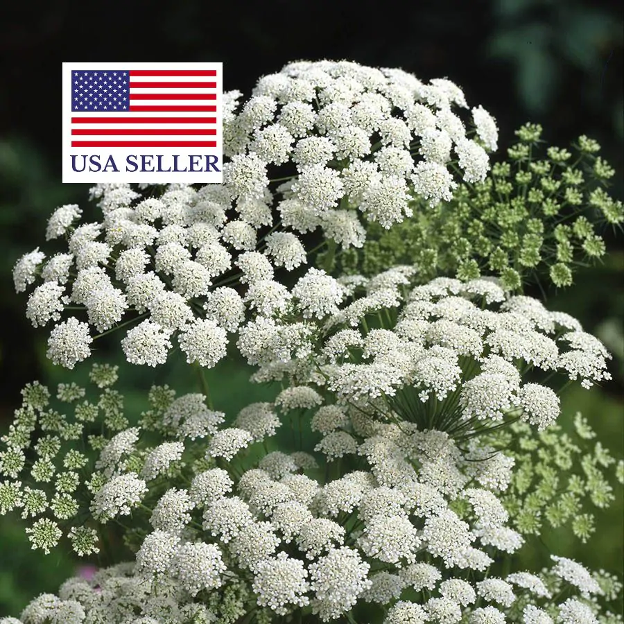 Ammi majus - Bishop Flower, Laceflower - Image 9