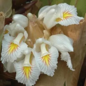 Amomum maximum - Javan Cardamom