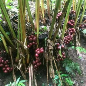 Amomum subulatum - Black Cardamom, Nepal Cardamom