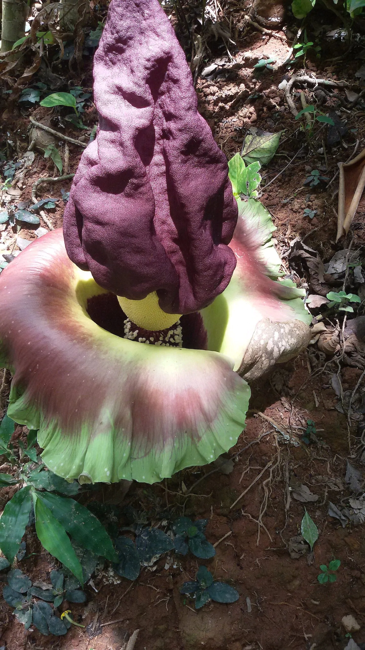 Amorphophallus paeoniifolius / Dracontium polyphyllum / Amorphophallus sativus - Elephant Foot Yam, Whitespot Giant Arum, Suran, Pongapong, Chena - Image 4