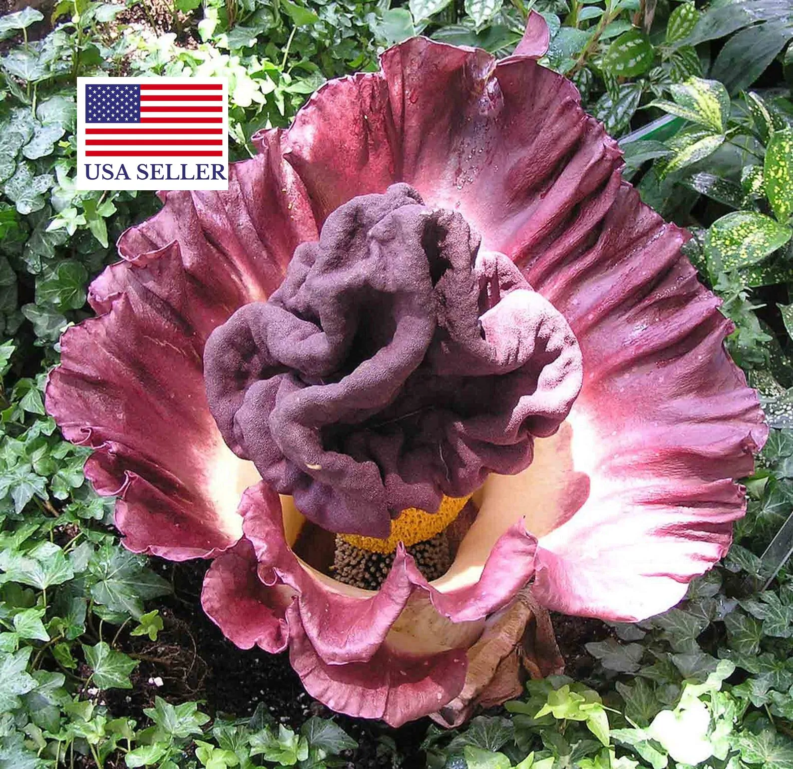 Amorphophallus paeoniifolius / Dracontium polyphyllum / Amorphophallus sativus - Elephant Foot Yam, Whitespot Giant Arum, Suran, Pongapong, Chena - Image 7