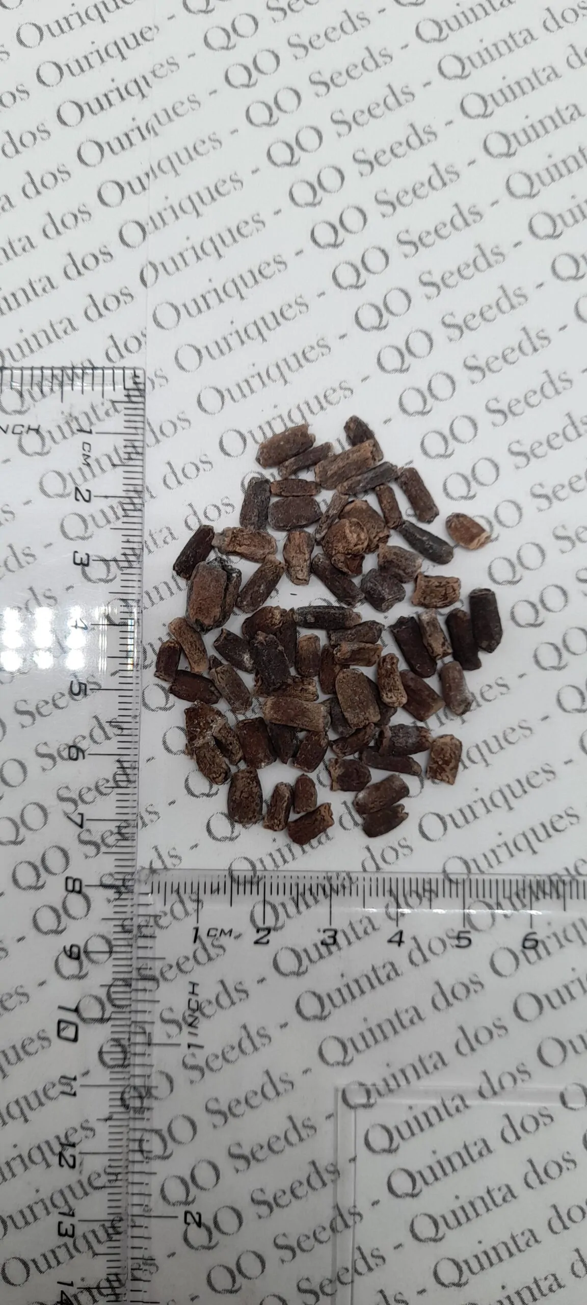 Amorphophallus paeoniifolius / Dracontium polyphyllum / Amorphophallus sativus - Elephant Foot Yam, Whitespot Giant Arum, Suran, Pongapong, Chena - Image 8